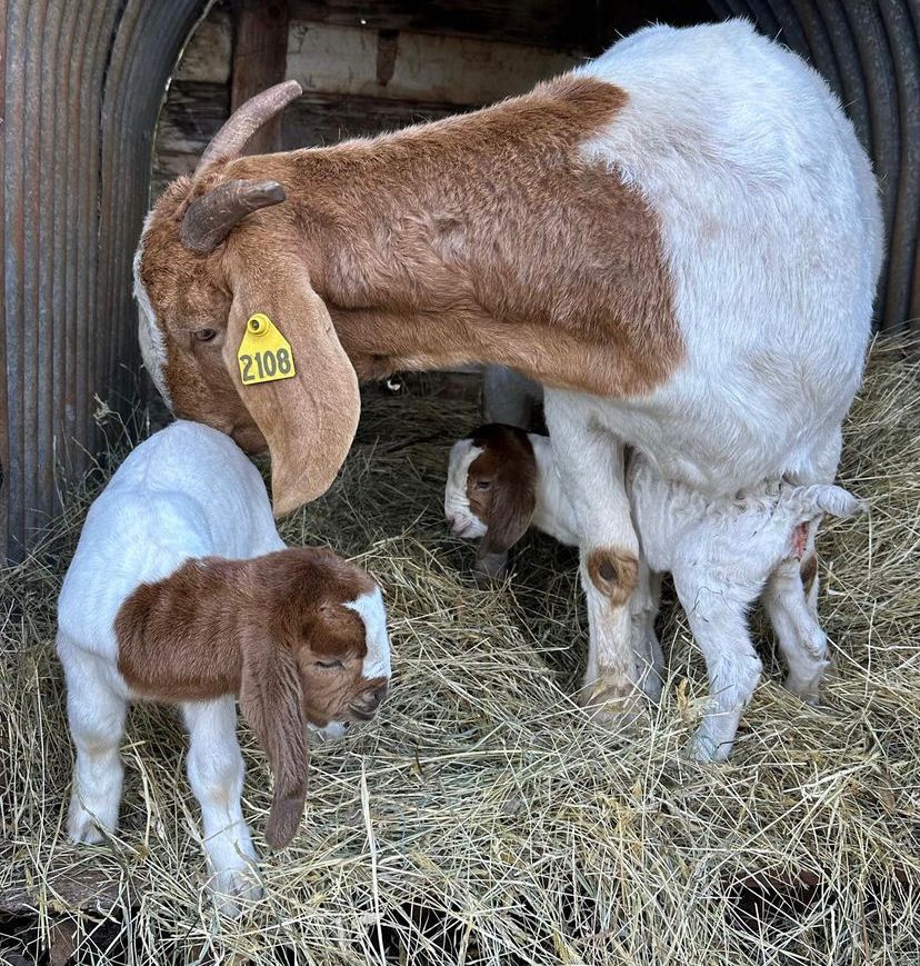 Boer-kiko kids